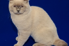 1 (1)